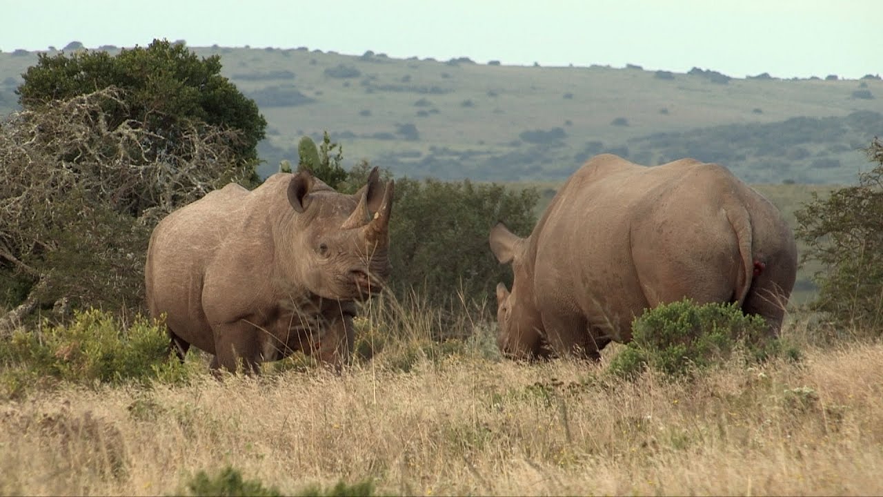 RHINOCEROS NOIR DE NAMIBIE : LEUR DERNIER REFUGE SAUVAGE