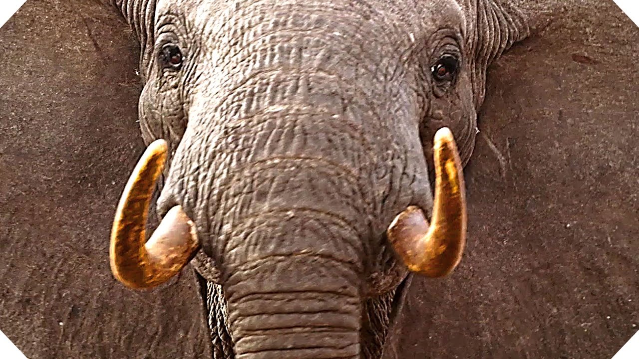 THE IVORY GAME (Netflix, 2016) – TRAILER