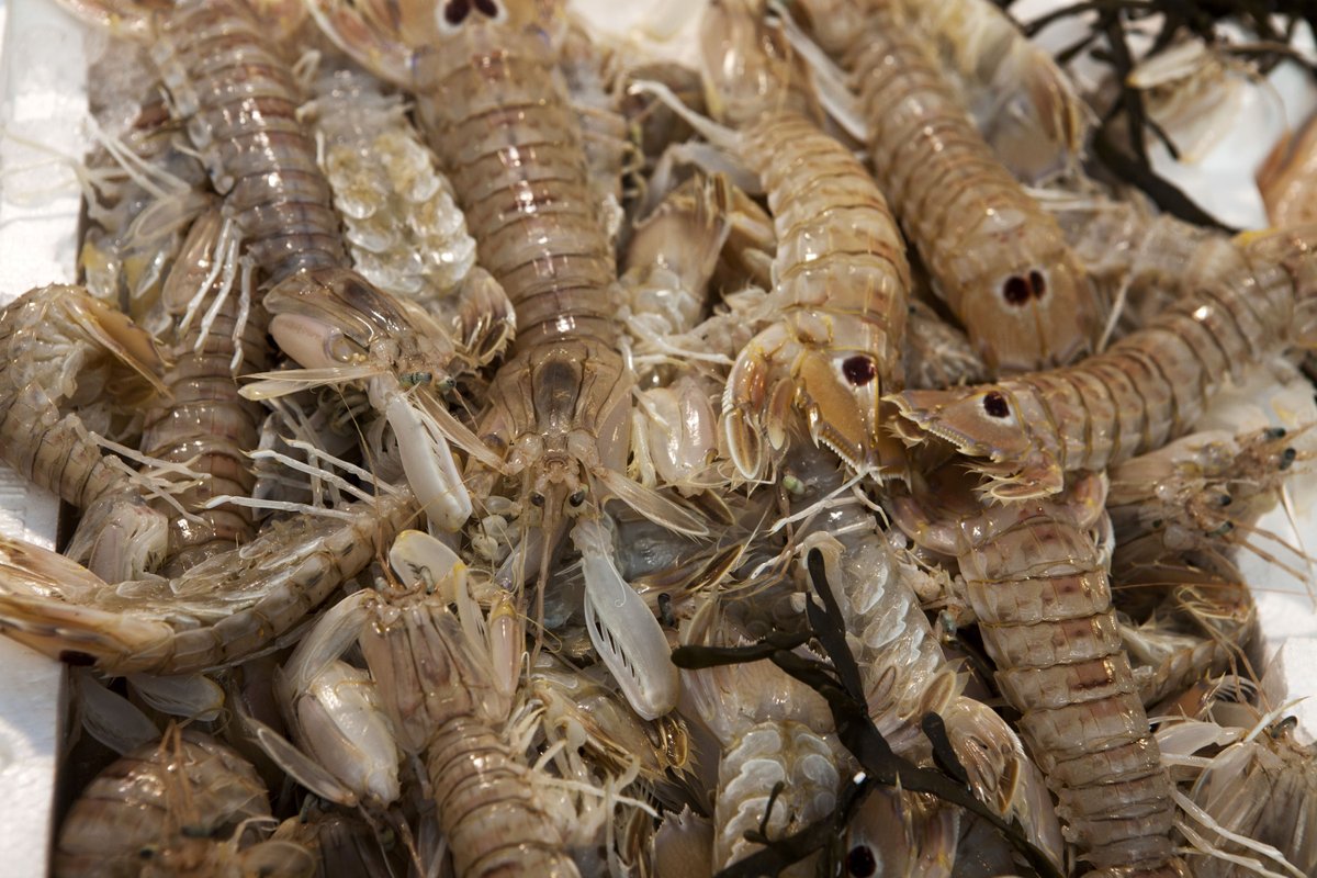 Value of global seafood trade projected to fall by 1.1% compared with 2015  #Glo…