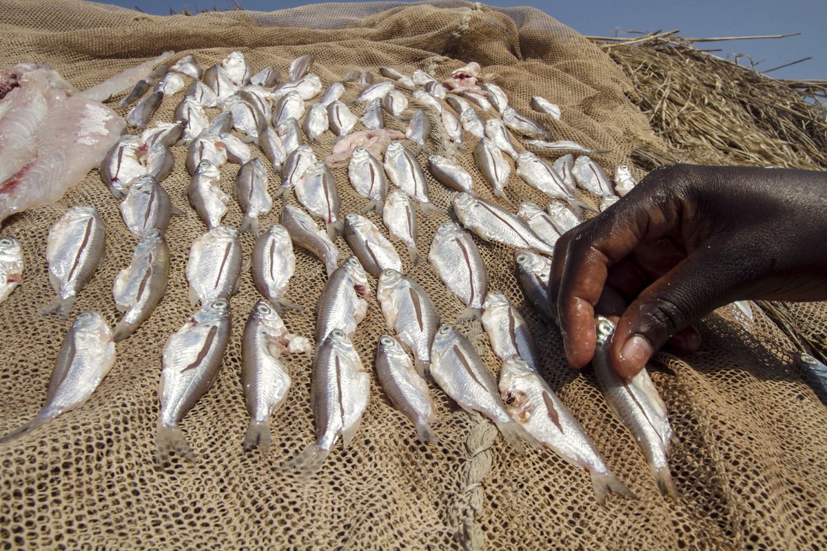 Value of global seafood trade projected to fall by 1.1% compared with 2015   #FA…