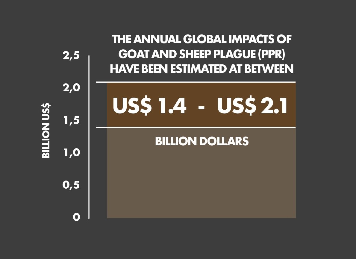 The annual global impacts of goat and sheep plague have been estimated to be bet…