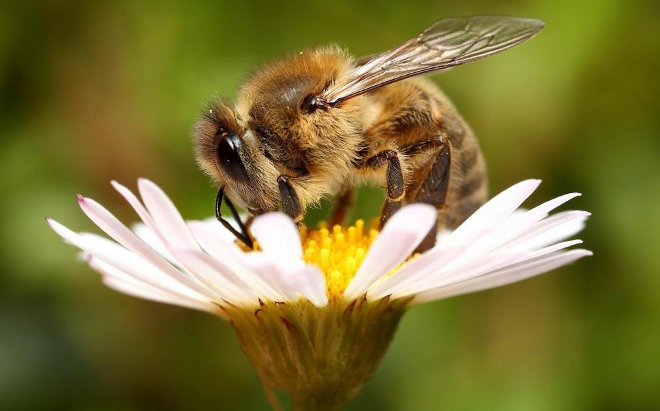 Slovenia proposal for World Bee Day at #COAG25  #UNFAO #bees …