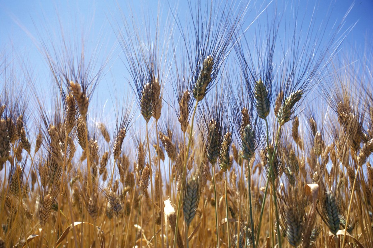 Global wheat and rice harvests poised to set new record  #commodities …
