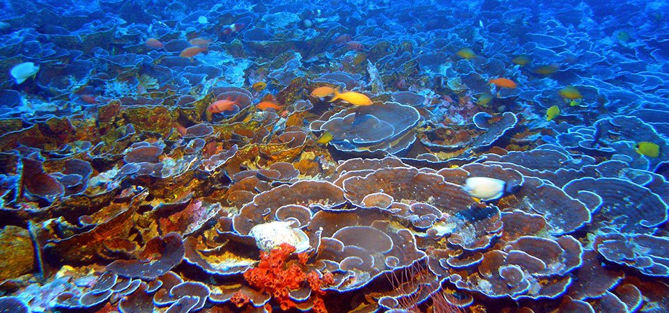 Hawaiian Deep #CoralReefs Reveal Unique #Species  @noaaocean #…