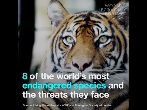 8 of the world’s most endangered species and the threats they face