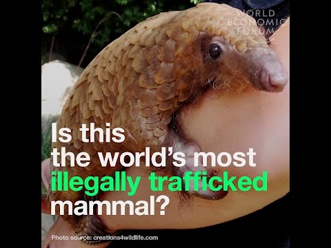 Is this the world’s most illegally trafficked mammal?