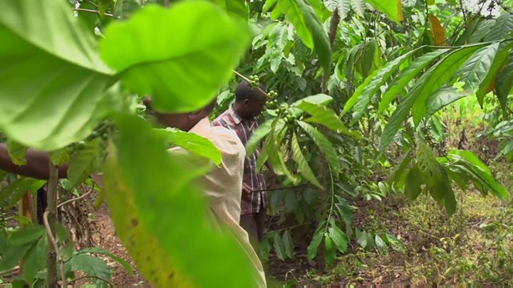 Smallholder coffee farmers in  #Uganda are enjoying an incre…