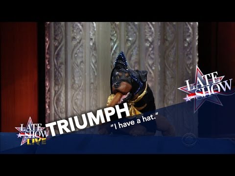 Triumph The Insult Comic Dog Explains Trump’s Win