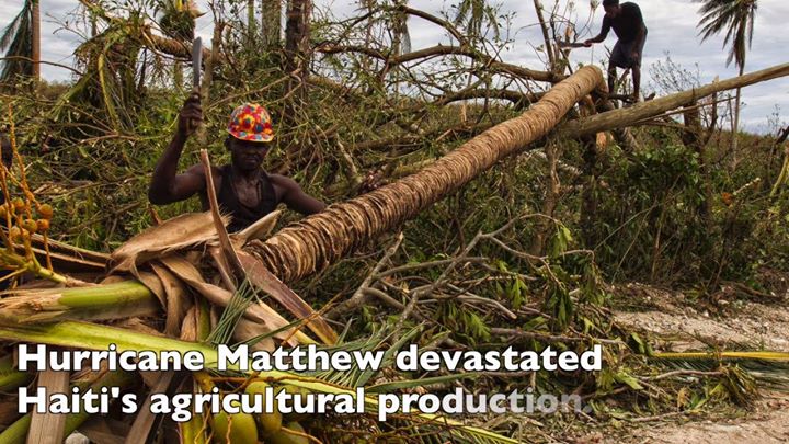 Five weeks ago hurricane Matthew caused an estimated US $2 b…