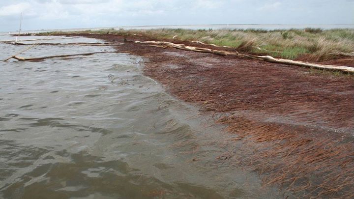 Louisiana’s coastal marshlands experienced dramatic, widespr…