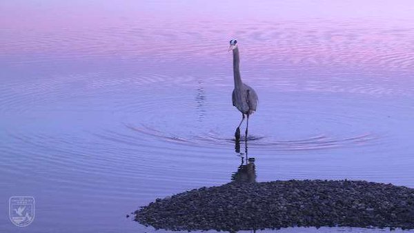 Watching a heron in the water can be truly calming. #NationalStressAw…