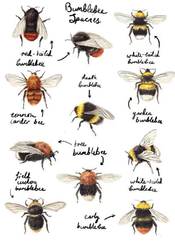 There are over 25,000 known species of #bees …