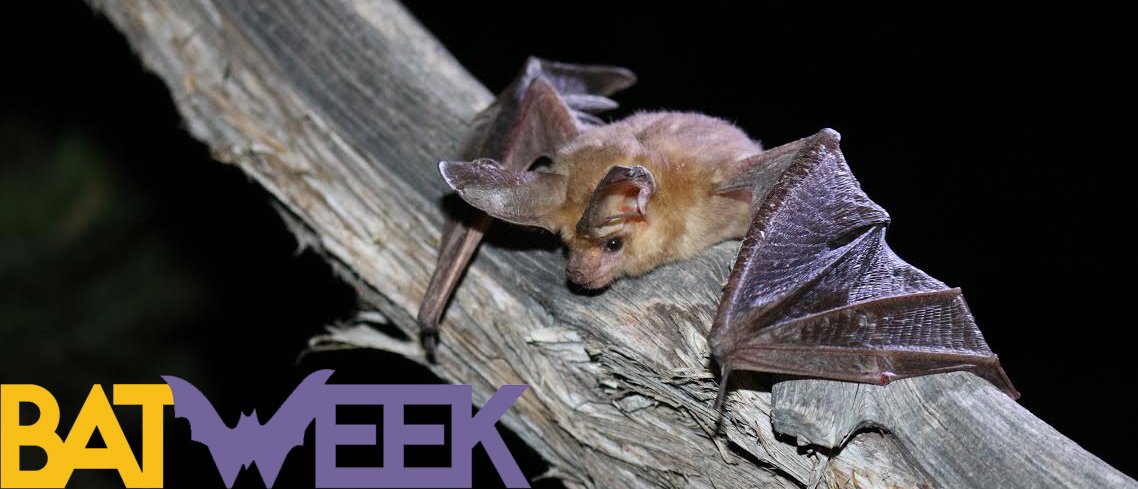 Bats need our help. See what you can do during annual #BatWeek:  …