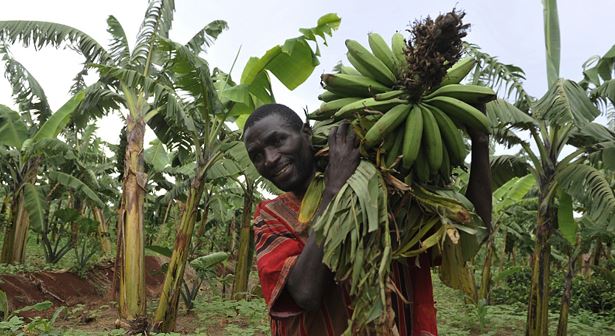 All about #bananas: things you should know about the tropical fruit …