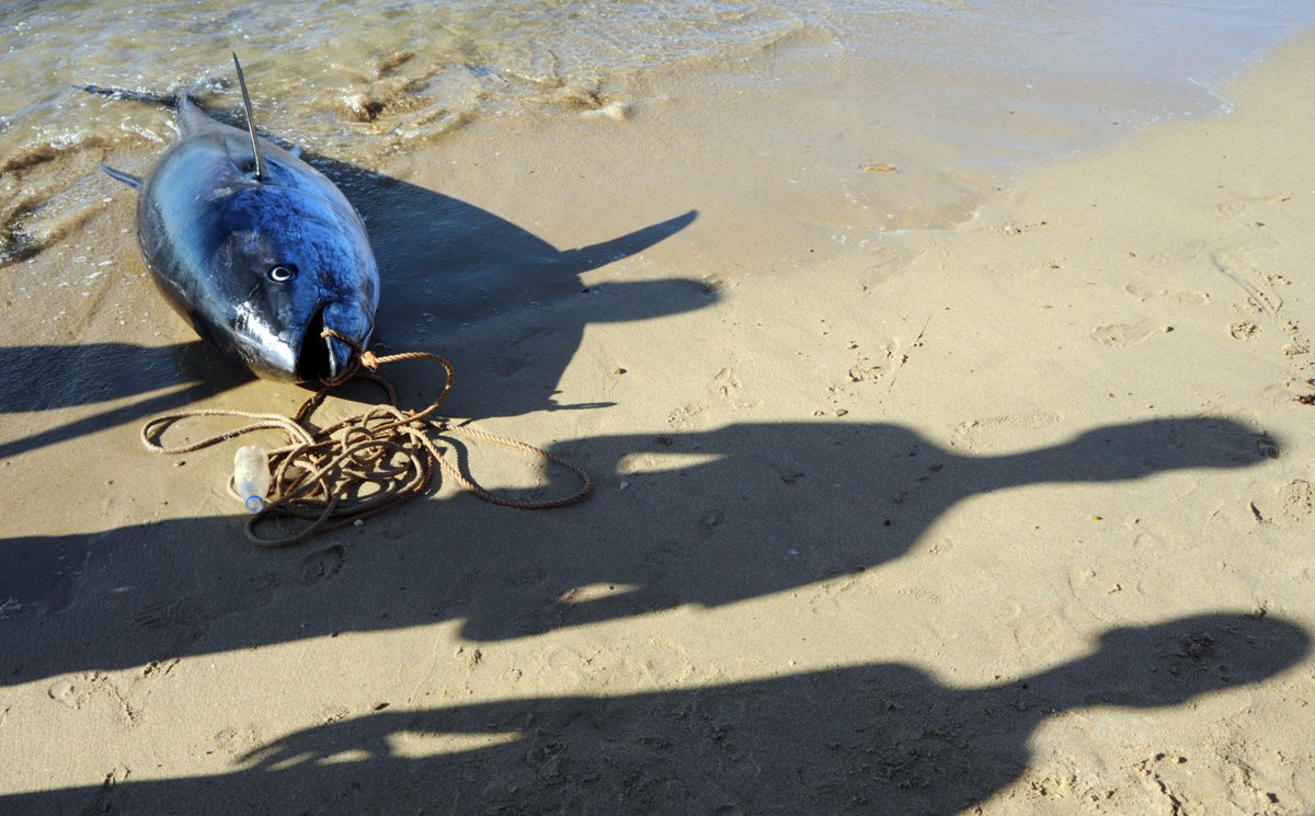 #FAOGLOBEFISH – Analysis and information on world fish trade  …