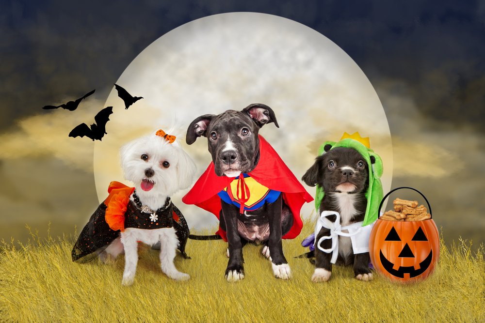Most Say #Halloween Is Not Just For Kids…  …