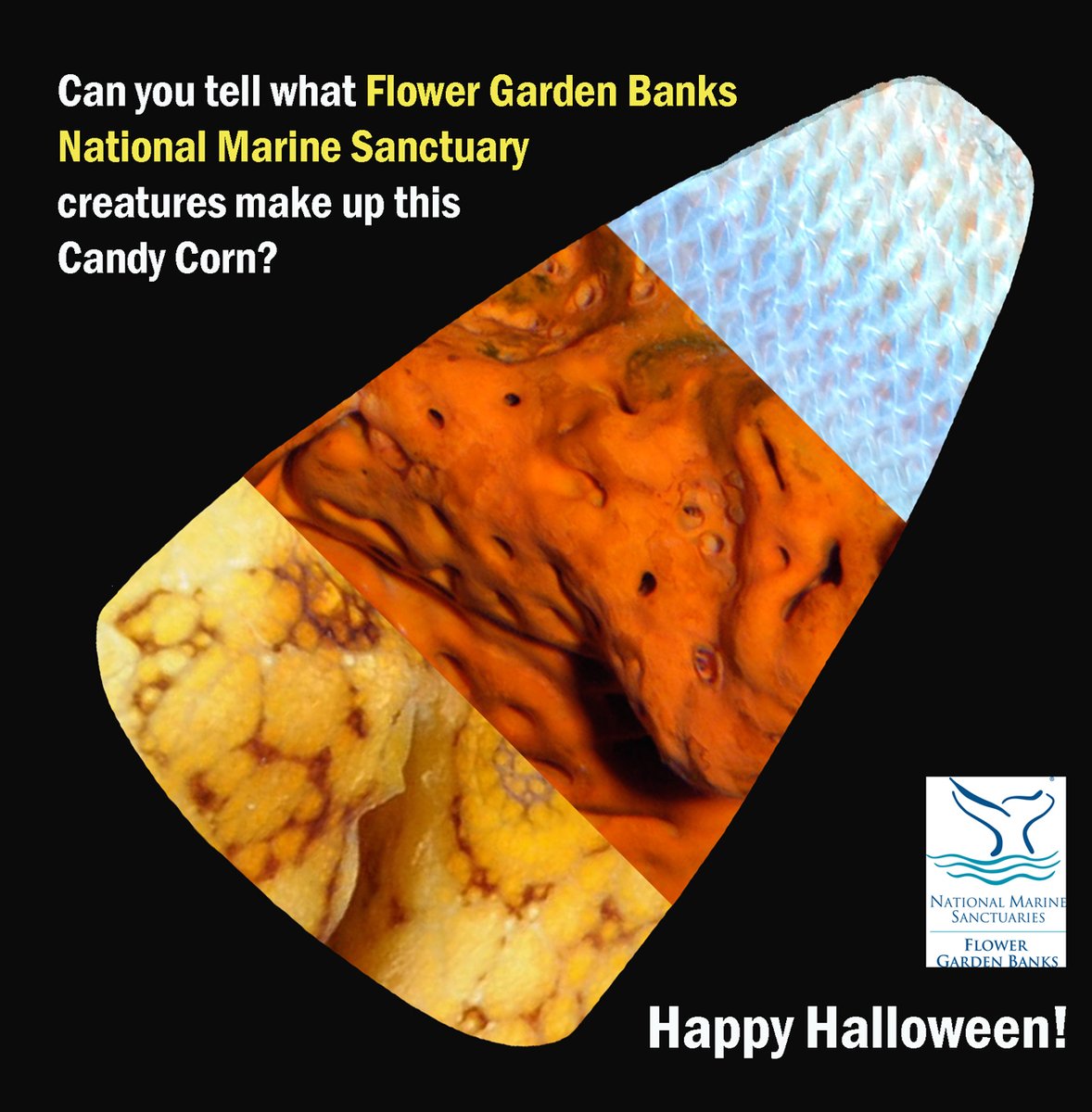 Here’s a sweet sanctuary treat for your #Halloween enjoyment! #Candy…