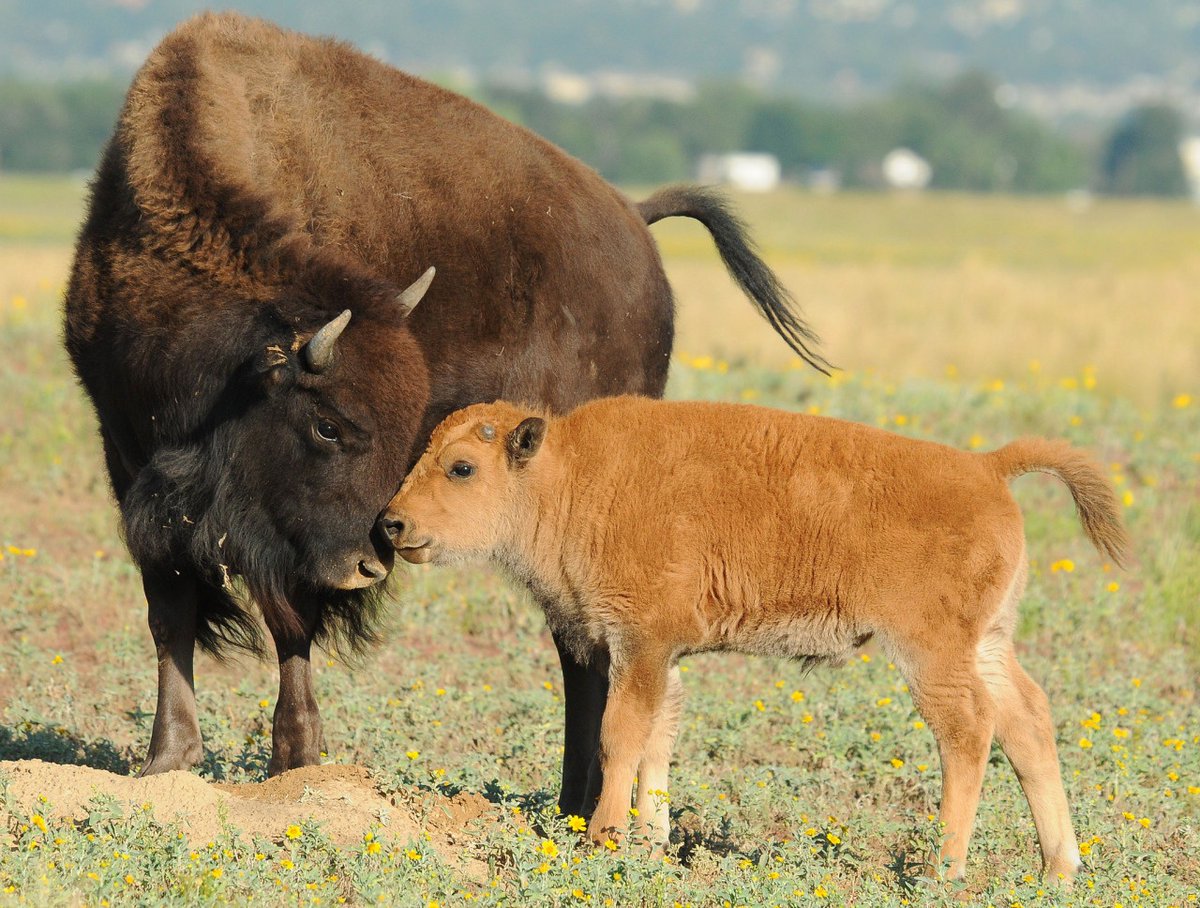 Learn 15 facts about the American Bison, our national mammal:  …