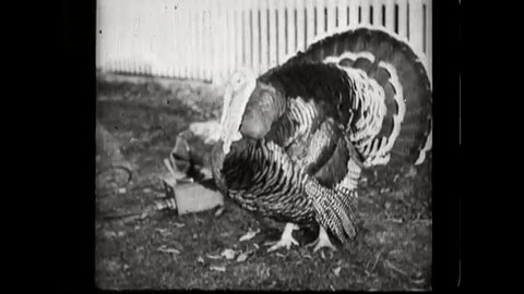 Thanksgiving trivia: Which state is expected to raise the most turkeys this year…