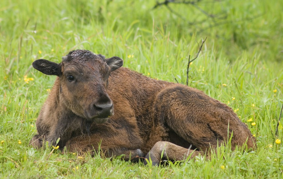 It’s been a year of historic wildlife firsts. Here’s why you shoul…
