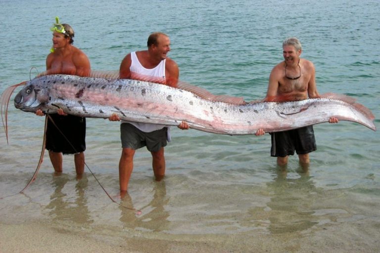 Ranking The “5 Largest” Fish In The World
