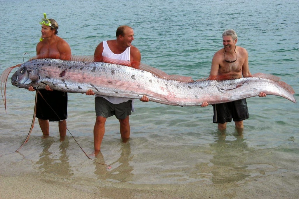 Ranking The “5 Largest” Fish In The World
