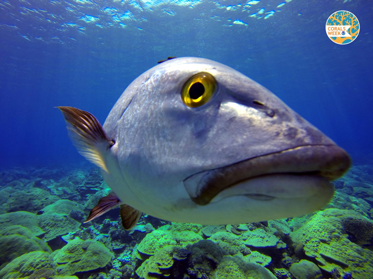 Hey! Have you heard? #Corals are making headlines. Get caught up …