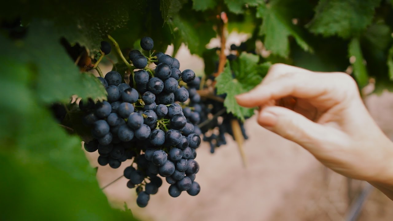 Argentina: Home of Malbec Wines