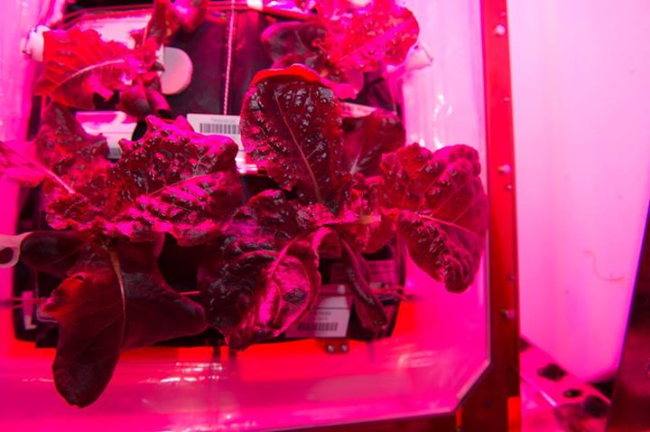 Yum, space lettuce. For tonight’s dinner, astronaut and ‘spa…