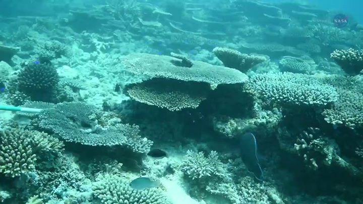 Coral reef ecosystems play a vital role in maintaining Earth…