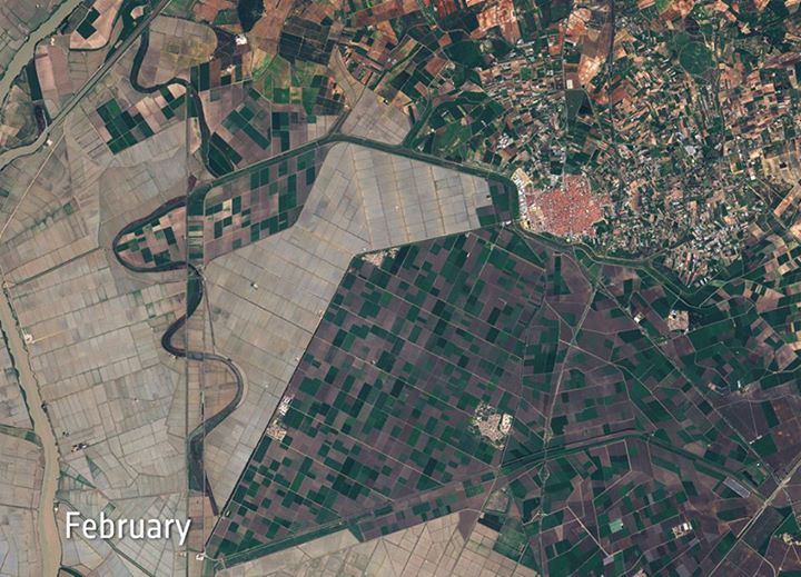 Sentinel-2 reveals changes over time in the fields of Spain’s Brazo de Este natu…