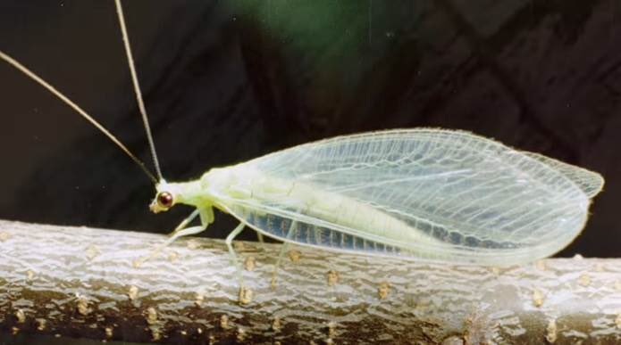 You can use insects to bug pests.  …