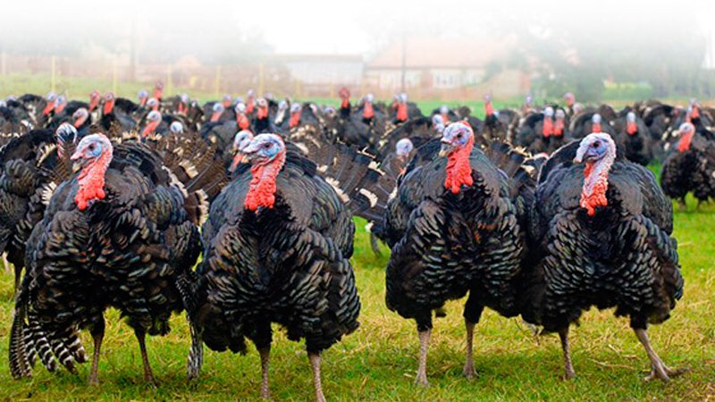 There (were) over 460,000 turkeys in the world. #FAOSTAT …
