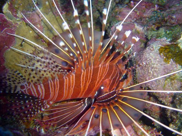 Why yes, there is a turkeyfish, but you might know them as #li…