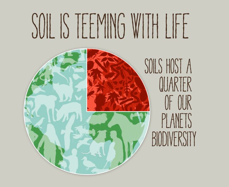 Soil hosts a quarter of our planets biodiversity   #WSD2016 …