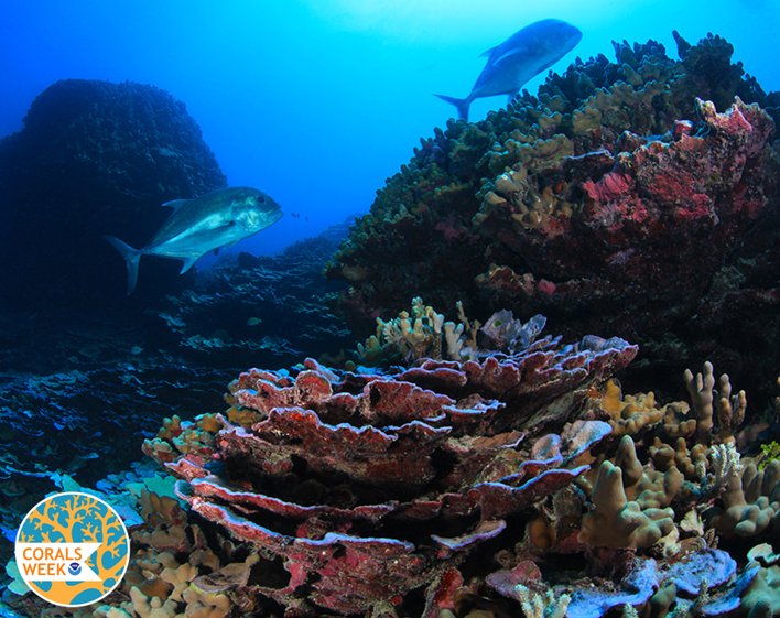 That wraps up #coralsweek. We’ll leave you with this calming s…