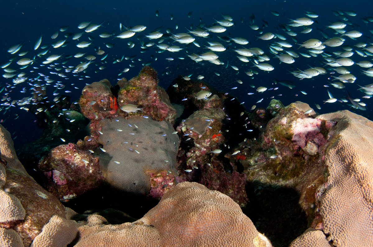 Blog: Promoting Resilient Coral Reefs in a Changing Climate  #CoralsWeek #climat…
