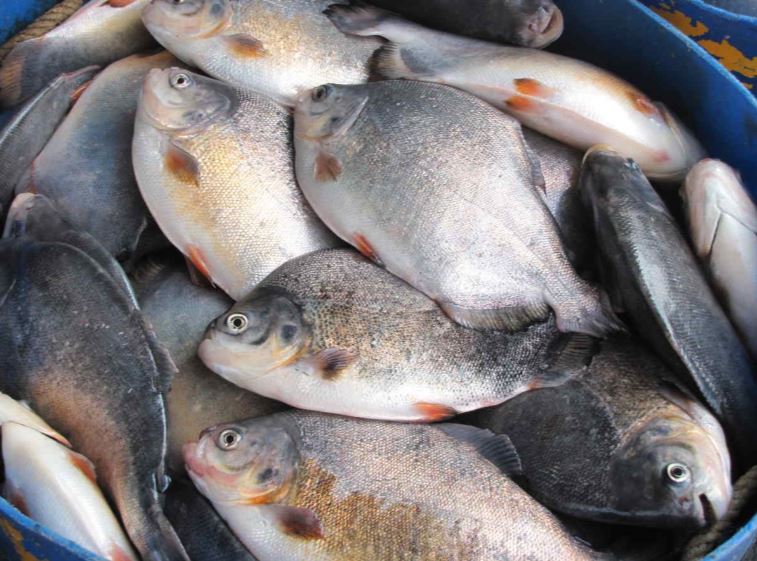 Growth in global fish production is expected to slow slightly this year #FAOGLOB…