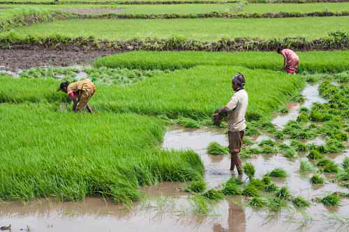 Policy on Agricultural Labourers | Social Security Act | Welfare Schemes