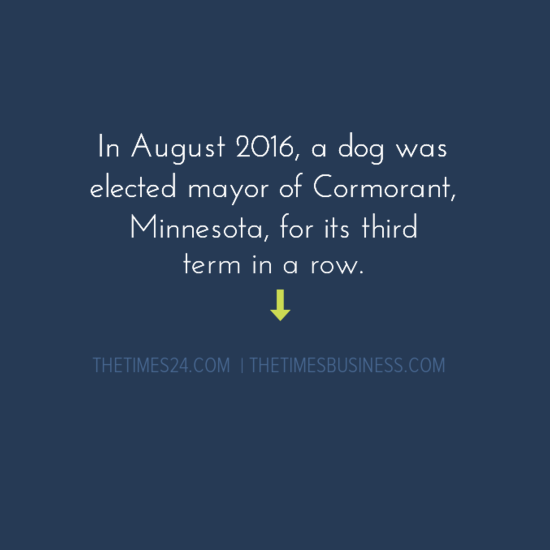 In August 2016, a dog was elected mayor of Cormorant, Minnesota, for its third term..