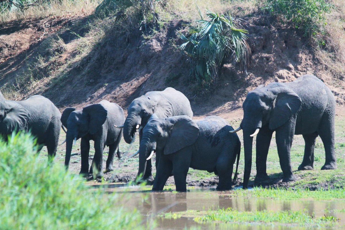 Elephants hate kale and other lessons in bringing conservation and development together