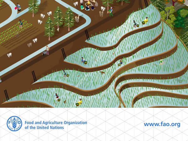 #DYK only 4 crops provide more than 60% of human food energy? …