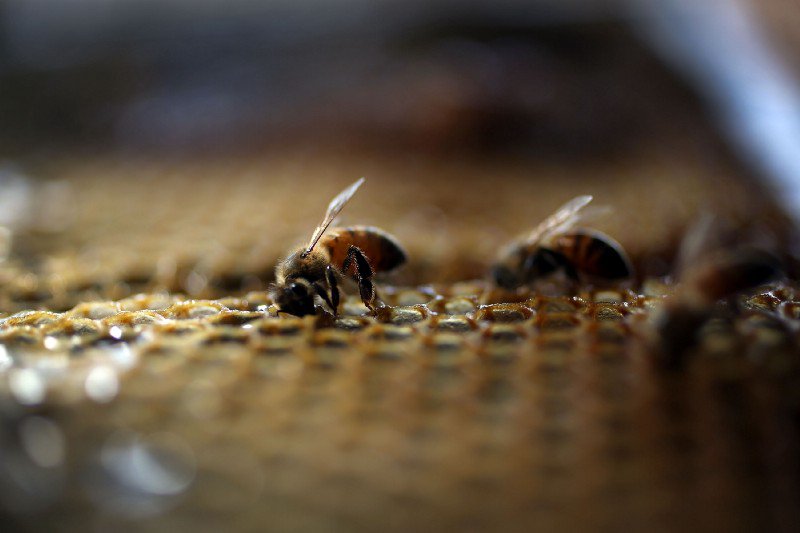 What We Know About the Decline of Bees @sciencenathan   …