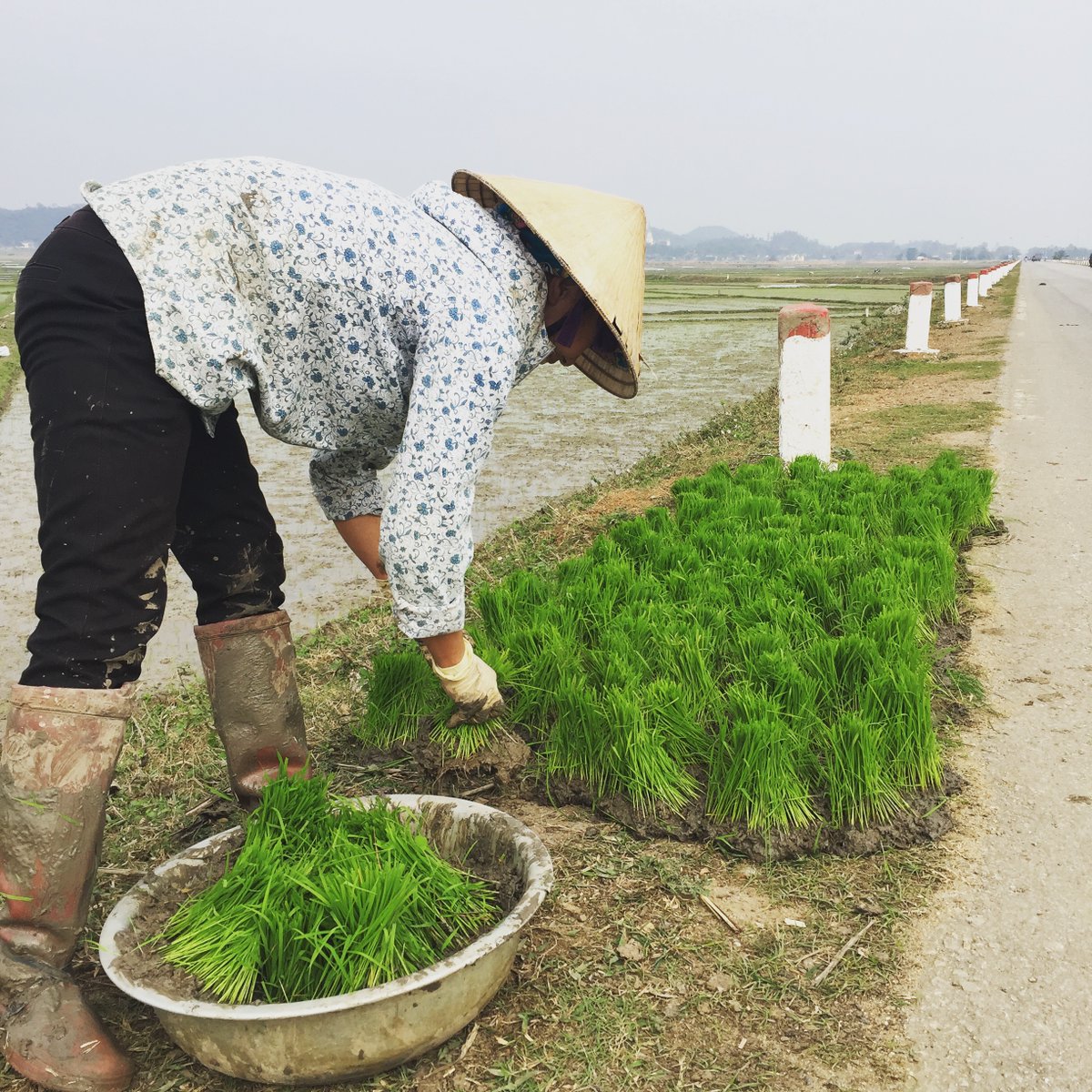 #Vietnam’s the 5th largest producer of #rice in the world – producing ≈ 40millio…