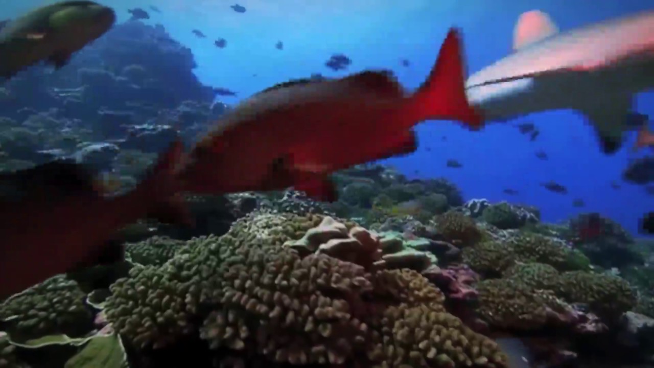 UN General Assembly President: The world must ‘take action fast’ to safeguard the planet’s oceans