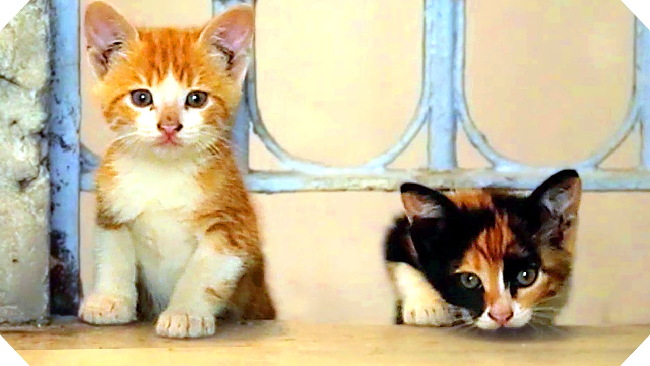 KEDI (2017) Best Cats Documentary Movie of the Year