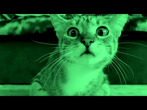 RINGS Is Not For Pussies!!