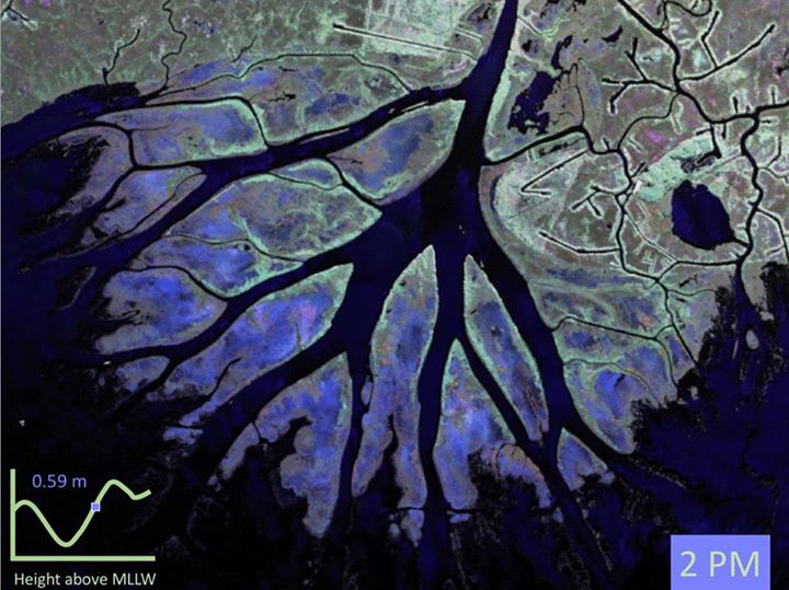 This false-color image shows the rising tide at Wax Lake Del…