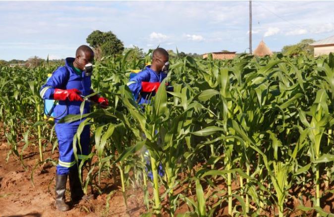Scientists find crop-destroying caterpillar spreading rapidly in Africa  #armywo…