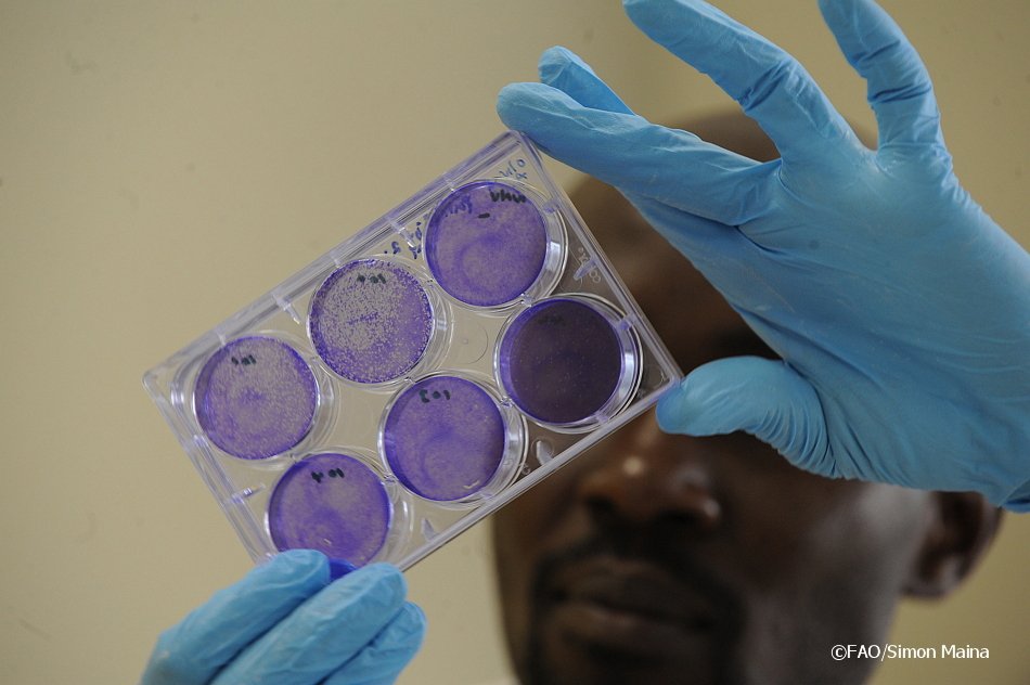 > 70% of new diseases affecting humans have animal origin, with potential of …